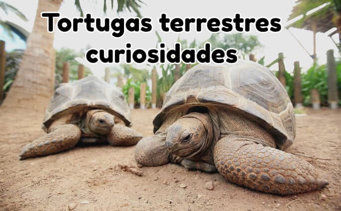 tortugas terrestres curiosidades