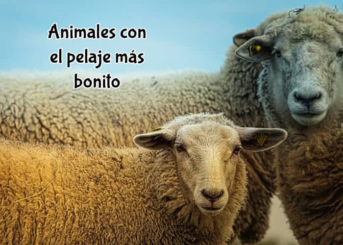 Animales con el pelaje más bonito
