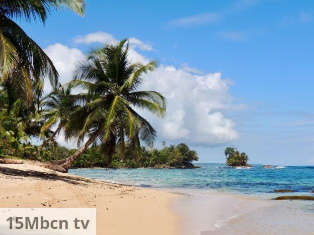 palm tree on beach shore during daytime