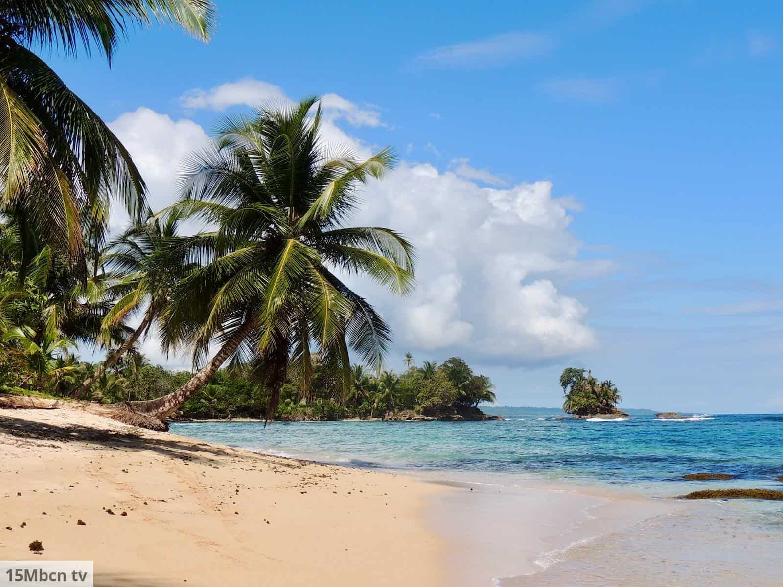 palm tree on beach shore during daytime