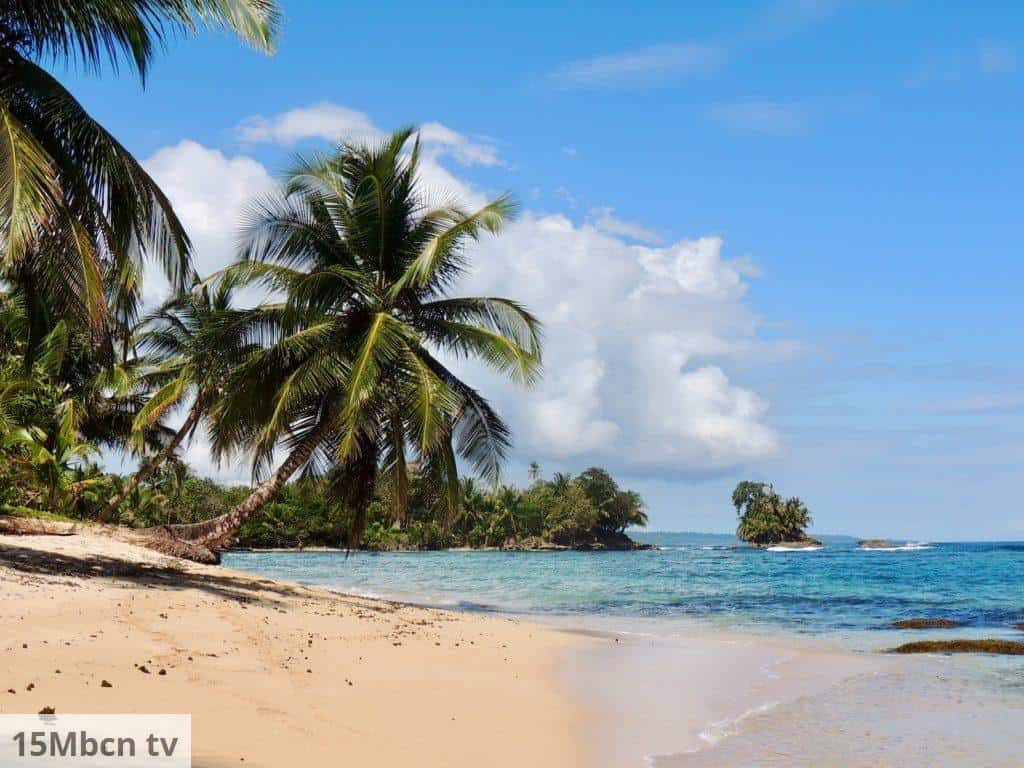 palm tree on beach shore during daytime